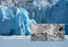 Antarctica's Hektoria Glacier Loses 8km in Two Months in Record Collapse